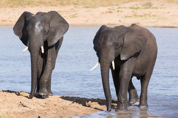 Elephant walking in water to have a drink and cool down on hot d