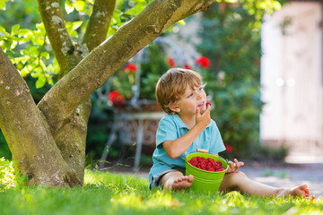 Adorable little preschool boy eating raspberries in home's garde