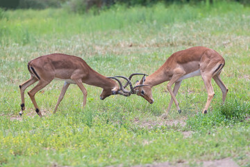 Two male impala fight in for the herd with best territory