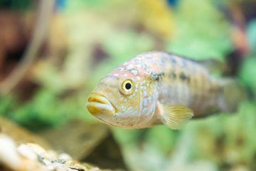 Polypterus Senegalus Fish In Aquarium