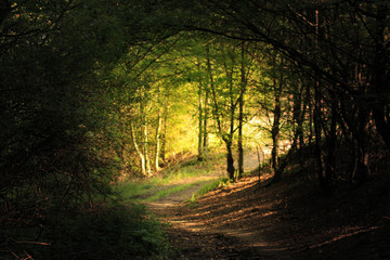 natuurlijke bos tunnel weg