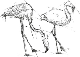 Sketch vector illustration of flamingos © ČEREŠŇÁK  Vladimír