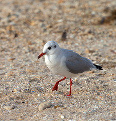 Seagull walking on sand