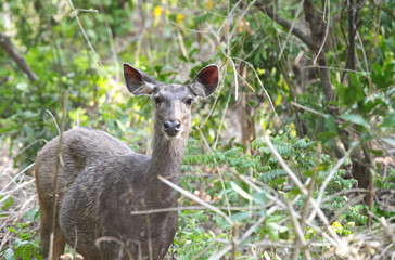 Beautiful Sambar deer