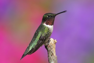 Fototapeta na wymiar Male Ruby-throated Hummingbird