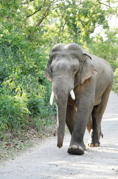 Closeup of a massive tusker