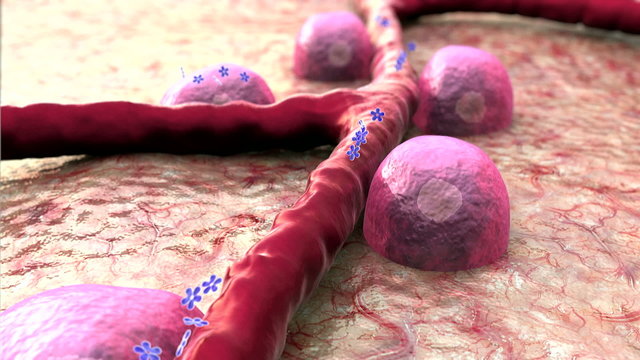 blood vessel, Beta cells
