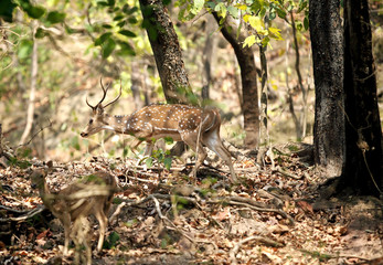 cheetal deer in the forest of Jim Corbett