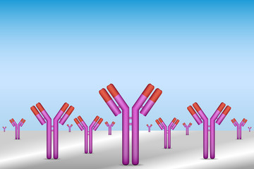 Antibodies immobilized to surface