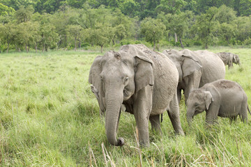 A herd of beautiful elephants