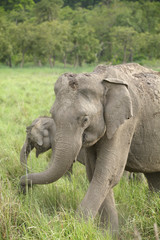 Naklejka na ściany i meble The closeup of female elephant with her calf