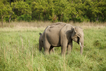 Closeup of baby tusker in the grassland of Dhikala