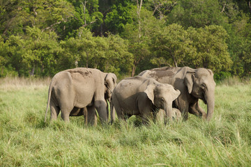 Fototapeta premium A herd of mother elephants with their babies