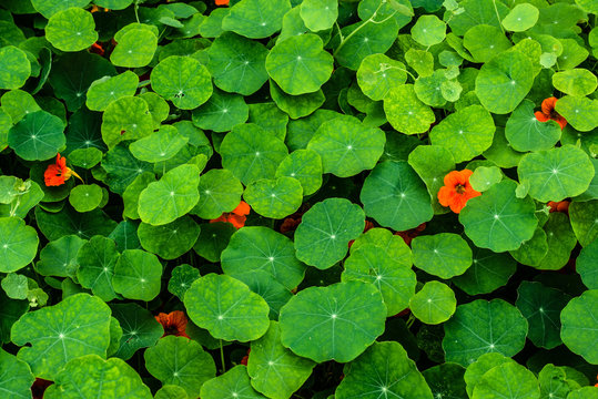 Nasturtium flowers