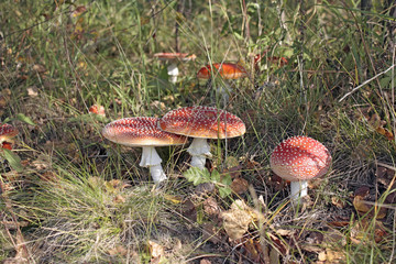 amanita mushrooms growing in the grass