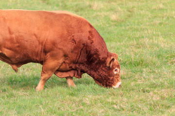 Bull browsing grass