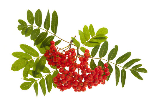 Mountain ash berries