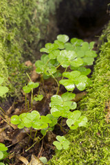 Wet Wood sorrel, Oxalis acetosella