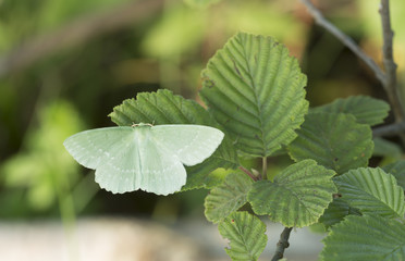 Large emerald, Geometra papilionaria on leaf