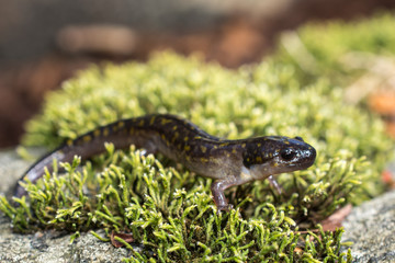 Spotted Salamander Juvenile
