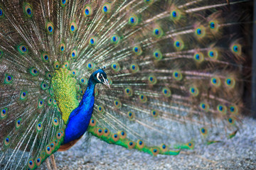 Obraz premium peacock