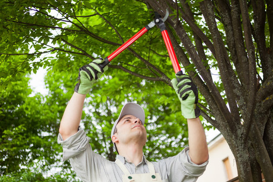 Gardener pruning a tree