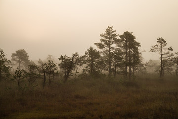 Fototapeta na wymiar Fog on the swamp