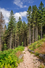Fototapeta na wymiar Wonderful mountain trail in the forest