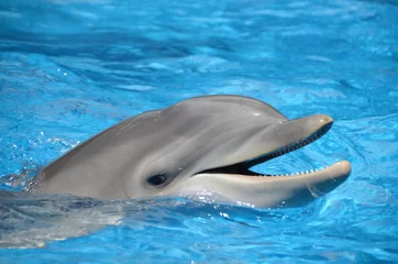 Photo sur Plexiglas Dauphin Grand dauphin avec la bouche ouverte