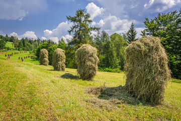 Sheaf of hay hanging to dry on the field