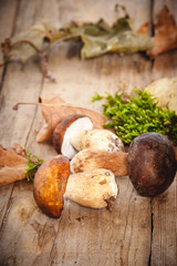 Autumn mushrooms on green moss