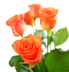 Bouquet of beautiful roses isolated on white