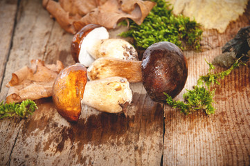 Autumn mushrooms on green moss