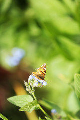 Beautiful butterfly sitting on flower, outdoors