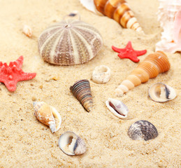 Seashells on sand, close-up