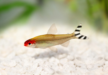 Rummy-nose Tetra Hemigrammus rhodostomus bleheri fish