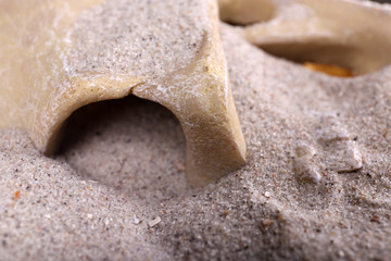 Human skull in sand closeup