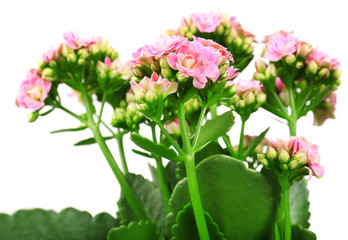 Beautiful pink flowers, close-up