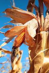 golden ripe corn plant