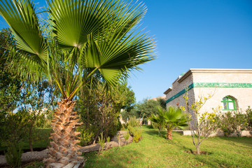 Fototapeta na wymiar Palm tree in Tropical Botanical Garden