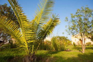 Obraz premium Palm tree in Tropical Botanical Garden