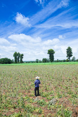 Fototapeta premium Farmer in cassava farm field, thailand