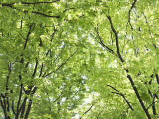 新緑のケヤキの並木