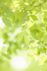 新緑のケヤキの並木