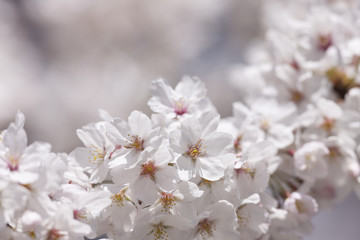 ソメイヨシノの花