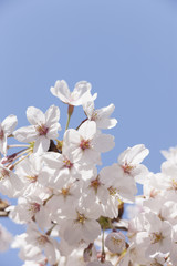 ソメイヨシノの花