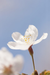 ソメイヨシノの花