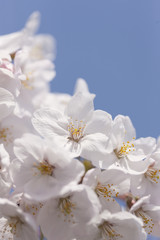Obraz na płótnie Canvas ソメイヨシノの花