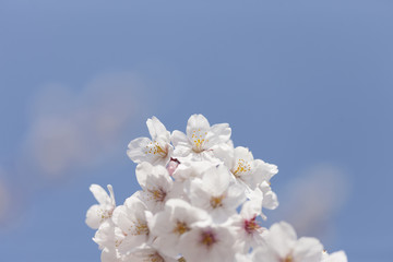 ソメイヨシノの花