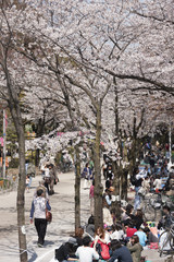 浅草　隅田公園の花見